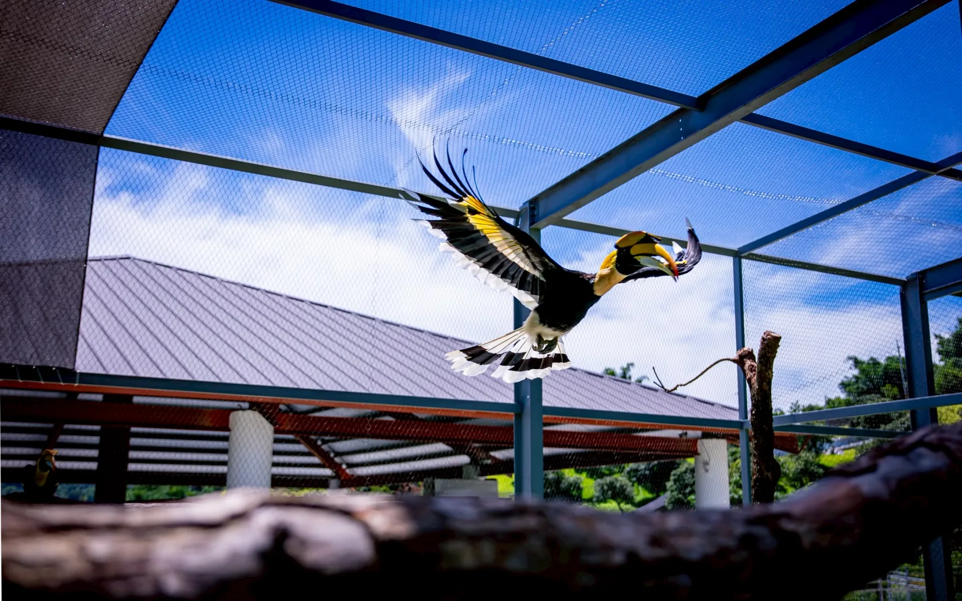 犀鳥在九九峰動物樂園鳥舍中展翅飛行