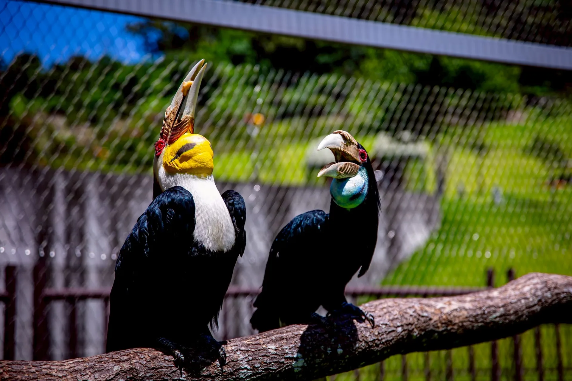 兩隻不同外型的犀鳥停在九九峰動物樂園棲木上
